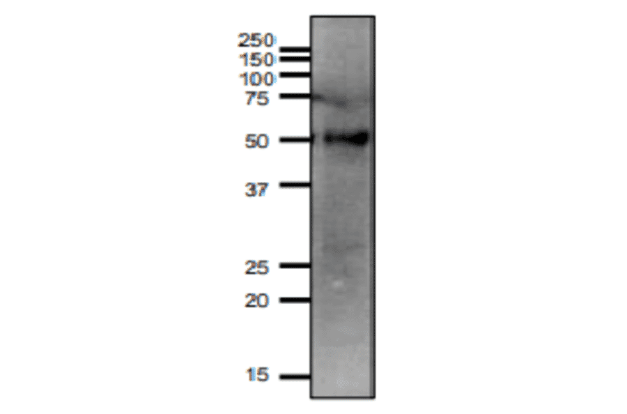 Western blotting of SLC2A3 protein in mouse testis.