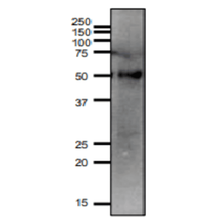 Western blotting of SLC2A3 protein in mouse testis.