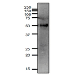 Western blotting of SLC2A3 protein in mouse testis.