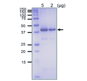 SDS-polyacrylamide gel electrophoresis of purified recombinant RecA protein.