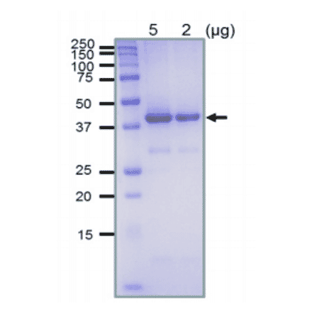 SDS-polyacrylamide gel electrophoresis of purified recombinant RecA protein.