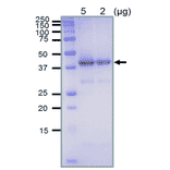 SDS-polyacrylamide gel electrophoresis of purified recombinant RecA protein.