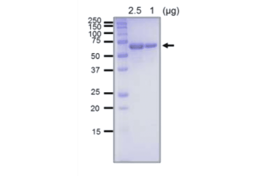 SDS-PAGE analysis of the purified RecQ protein.