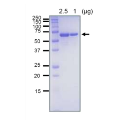 SDS-PAGE analysis of the purified RecQ protein.