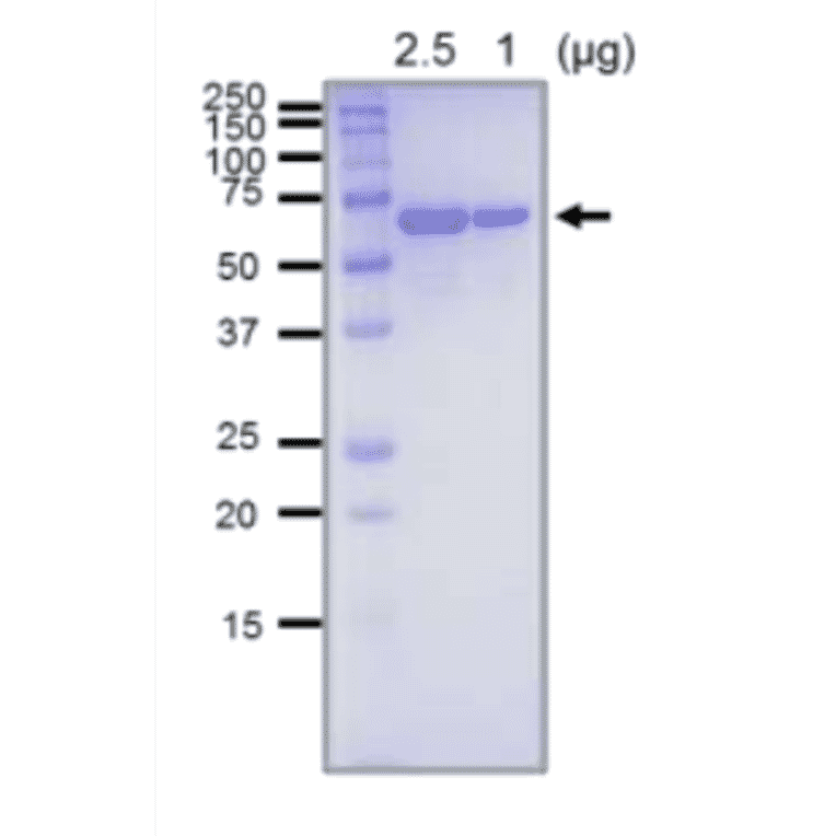 SDS-PAGE analysis of the purified RecQ protein.