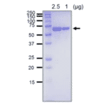 SDS-PAGE analysis of the purified RecQ protein.