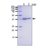 SDS-PAGE analysis of the purified RuvB protein.