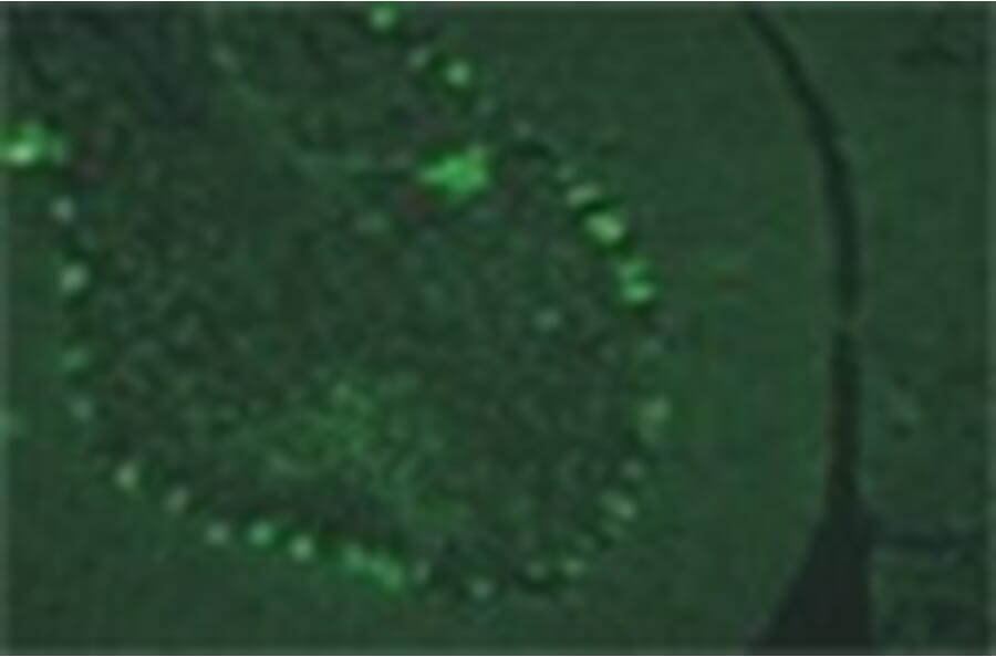 Immunohistochemistry - Anti-Lgi4 Antibody (011311H12) - Antibodies.com