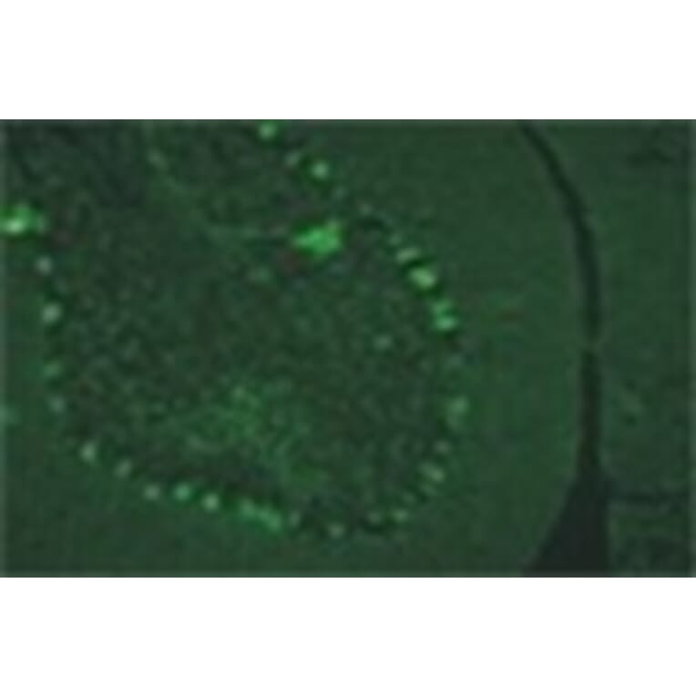 Immunohistochemistry - Anti-Lgi4 Antibody (011311H12) - Antibodies.com