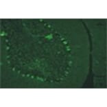 Immunohistochemistry - Anti-Lgi4 Antibody (011311H12) - Antibodies.com