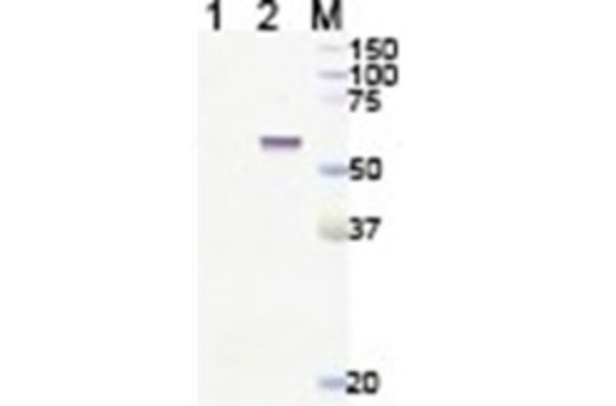 Western Blot - Anti-Lgi4 Antibody (011311H12) - Antibodies.com