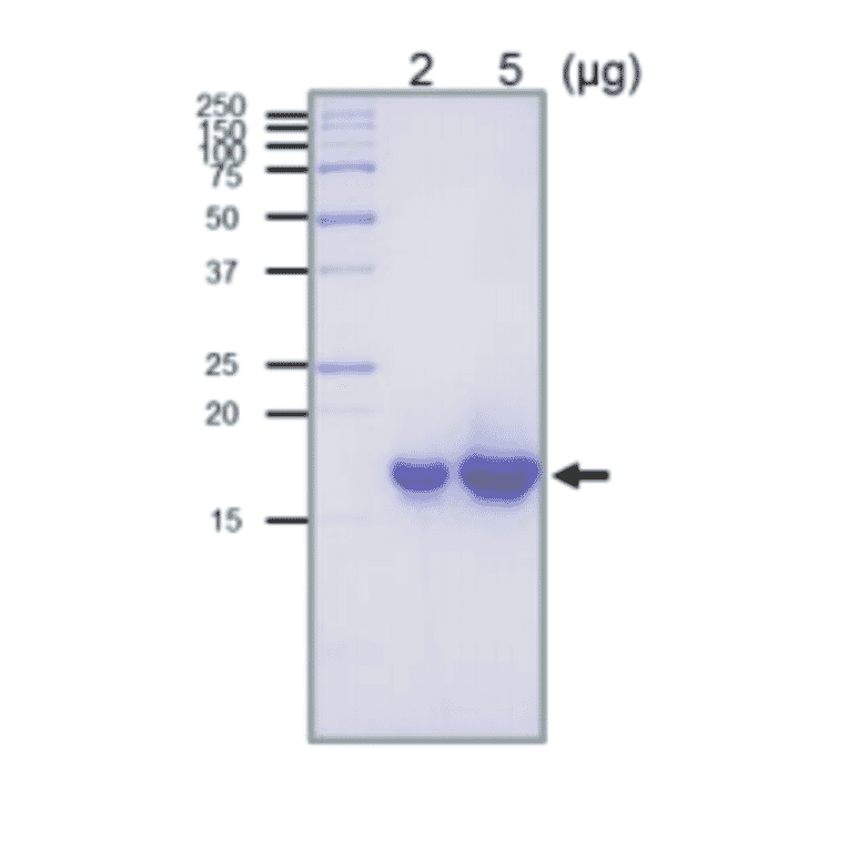 SDS-PAGE analysis of the purified RuvC protein.