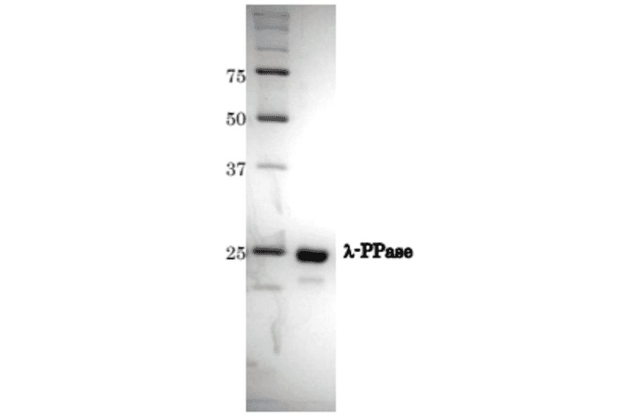 SDS-PAGE of ?-Protein Phosphatase