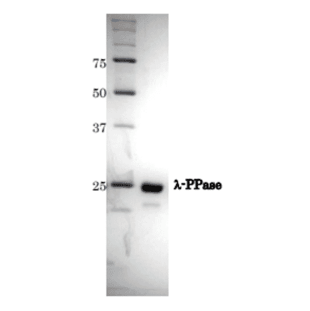 SDS-PAGE of ?-Protein Phosphatase