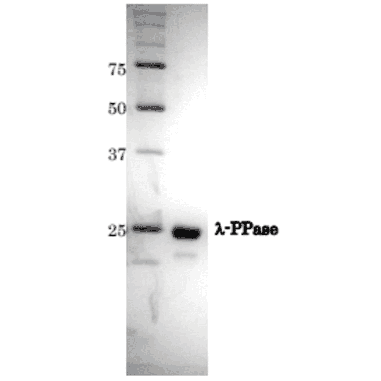 SDS-PAGE of ?-Protein Phosphatase