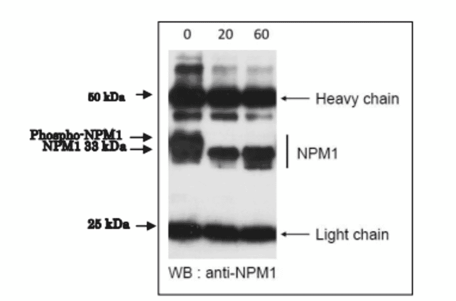 Dephosphorylation of phospho-NPM1 protein by incubation with ?protein phosphatase in vitro.