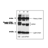 Dephosphorylation of phospho-NPM1 protein by incubation with ?protein phosphatase in vitro.