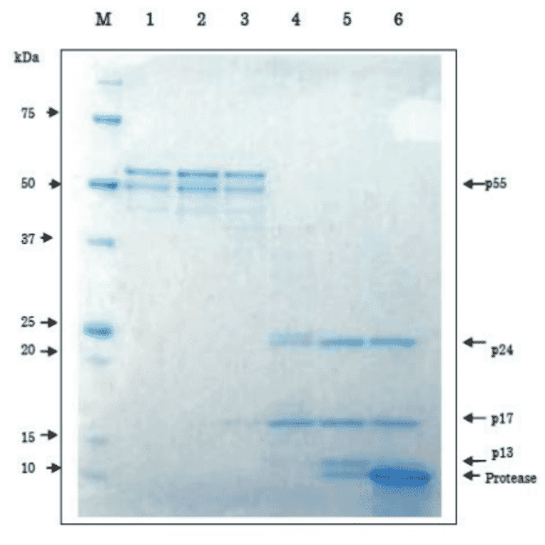 Proteolytic processing of HIV-1 Gag p55 proprotein by HIV-1 protease in vitro