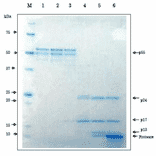 Proteolytic processing of HIV-1 Gag p55 proprotein by HIV-1 protease in vitro.