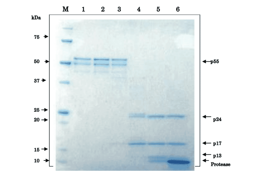 Proteolytic processing of HIV-1 Gag p55 proprotein by HIV-1 protease in vitro.