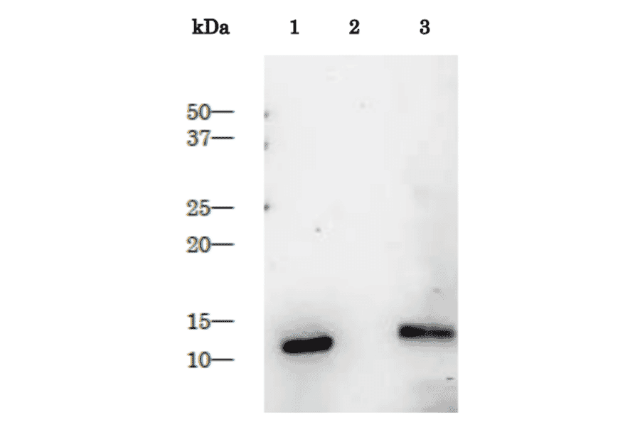 Purified HIV-1 protease as control antigen for Western blotting analysis with anti-HIV-1 protease antibody.