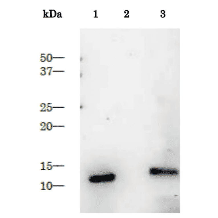 Purified HIV-1 protease as control antigen for Western blotting analysis with anti-HIV-1 protease antibody.