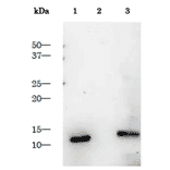 Purified HIV-1 protease as control antigen for Western blotting analysis with anti-HIV-1 protease antibody.