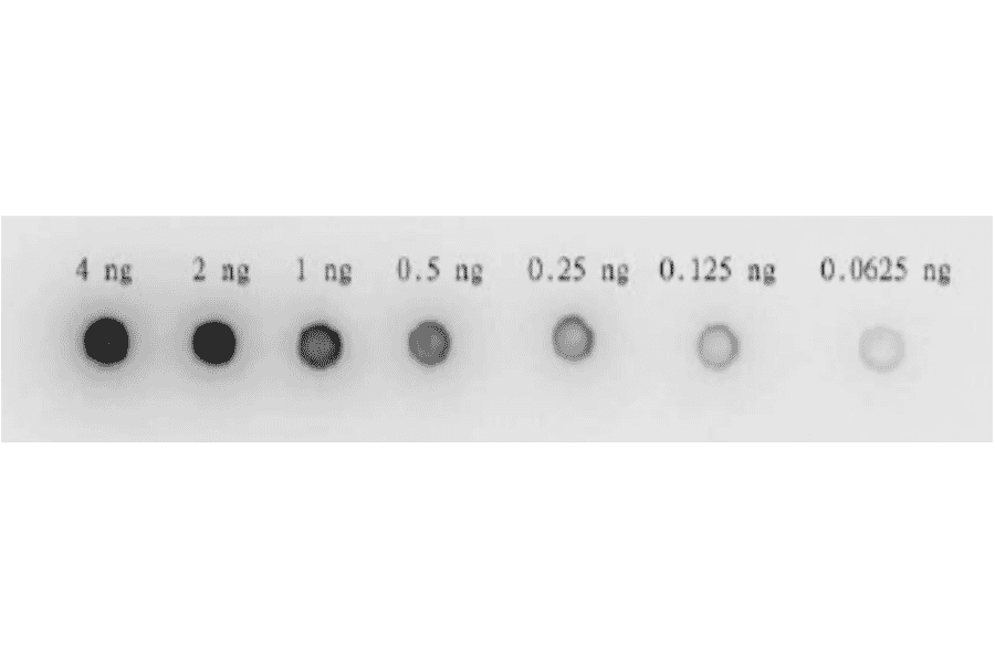 Dot blotting of HIV-1 protease by using anti-HIV-1 protease antibody.