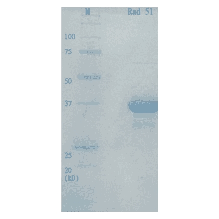 Analysis of purified human Rad51 protein by SDS-PAGE.