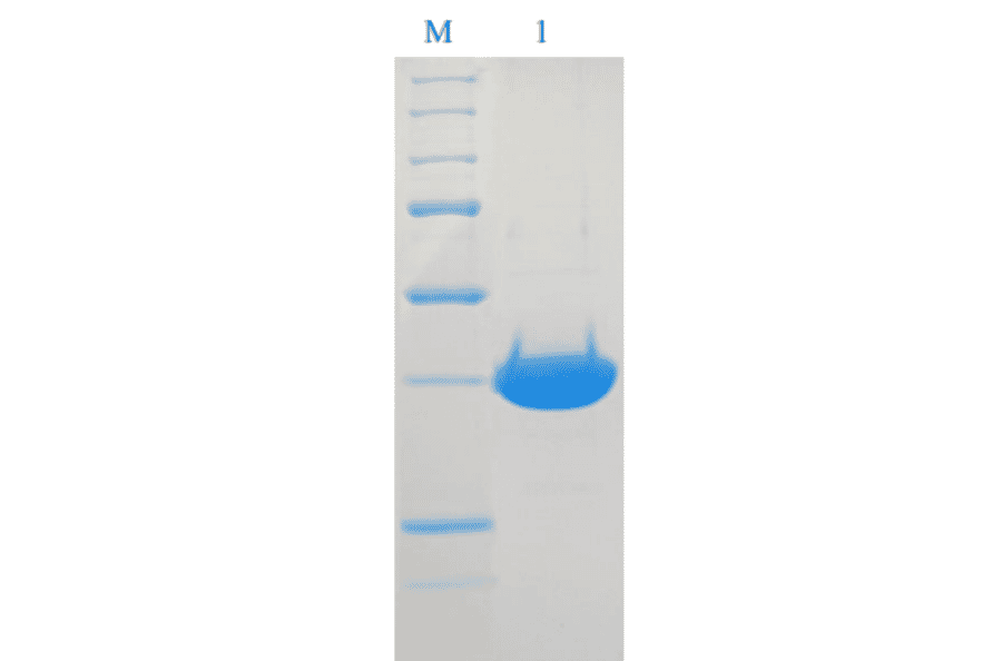 SDS-PAGE analysis of DNA polymerase-beta.