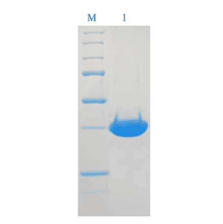 SDS-PAGE analysis of DNA polymerase-beta.