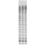 DNA polymerizing activity of Pol kappa (1-560 aa).