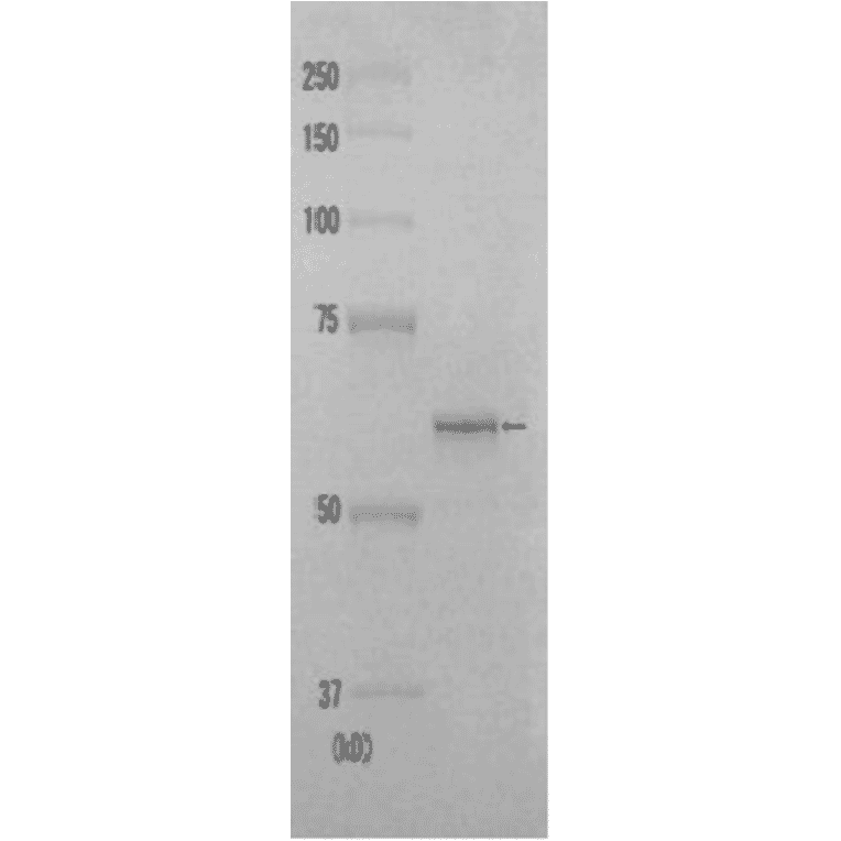 filosofi Dwell Drikke sig fuld Recombinant Human DNA Polymerase kappa (Functional) (A475)