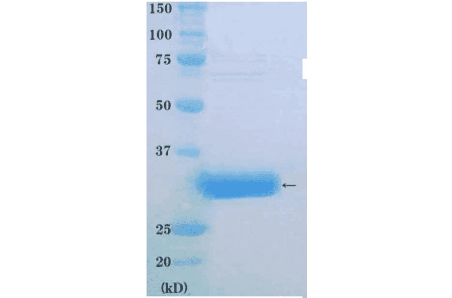SDS-PAGE anlysis of purified PCNA protein.