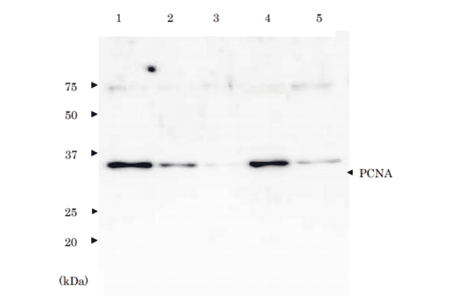 Western Bloting of PCNA. Lane 1; Purified PCNA (3 ng). Lane 2; Purified PCNA (1 ng). Lane 3; Purified PCNA (0.3 ng). Lane 4; Crude extract of Hela cells (10µg). Lane 5; Crude extract of HeLa cells (2µg) . Primary antibody is anti-PCNA antibody.
