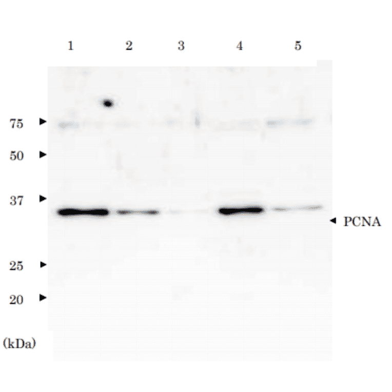 Western Bloting of PCNA. Lane 1; Purified PCNA (3 ng). Lane 2; Purified PCNA (1 ng). Lane 3; Purified PCNA (0.3 ng). Lane 4; Crude extract of Hela cells (10µg). Lane 5; Crude extract of HeLa cells (2µg) . Primary antibody is anti-PCNA antibody.