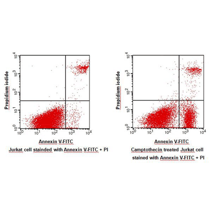 Flow Cytometry - Annexin V-FITC Apoptosis Detection Kit (BAD1001) - Antibodies.com