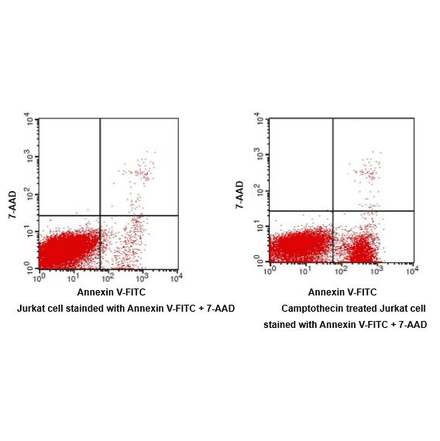 Flow Cytometry - Annexin V-FITC Apoptosis Detection Kit (BAD1002) - Antibodies.com