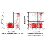 Flow Cytometry - Annexin V-APC Apoptosis Detection Kit (BAD1003) - Antibodies.com