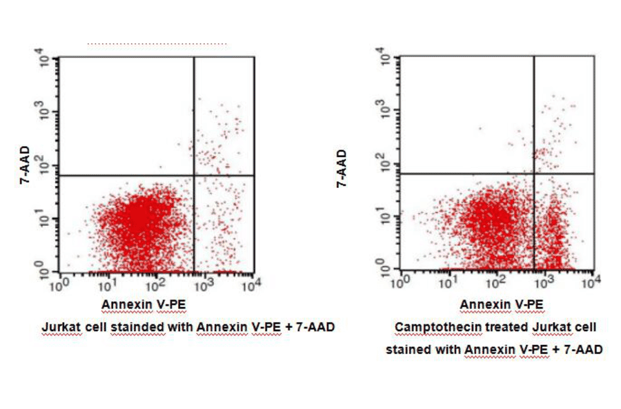 Flow Cytometry - Annexin V-PE Apoptosis Detection Kit (BAD1005) - Antibodies.com