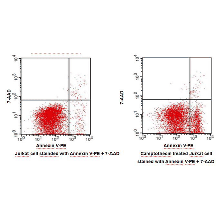 Flow Cytometry - Annexin V-PE Apoptosis Detection Kit (BAD1005) - Antibodies.com