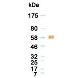 Western Blot - Anti-Albumin Antibody (020105G12) - Antibodies.com