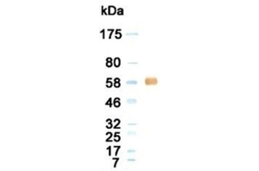Western Blot - Anti-Albumin Antibody (020105G12) - Antibodies.com