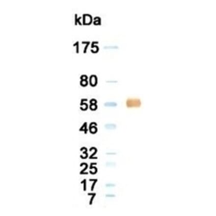 Western Blot - Anti-Albumin Antibody (020105G12) - Antibodies.com