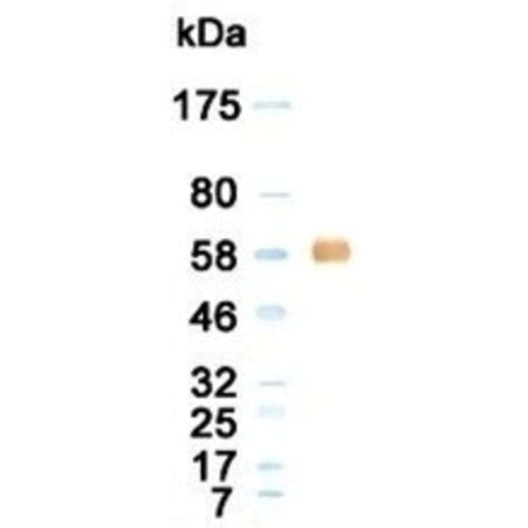 Western Blot - Anti-Albumin Antibody (020105G12) - Antibodies.com