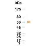Western Blot - Anti-Albumin Antibody (020105G12) - Antibodies.com