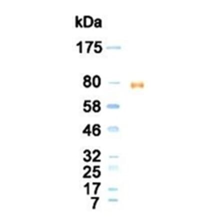 Western Blot - Anti-Lactoferrin Antibody (020106D02) - Antibodies.com