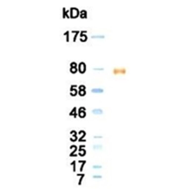 Western Blot - Anti-Lactoferrin Antibody (020106D02) - Antibodies.com