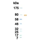 Western Blot - Anti-Lactoferrin Antibody (020106D02) - Antibodies.com