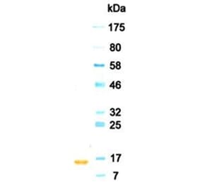 Western Blot - Anti-IFNA2 (IFNα2) Antibody (030102A07) - Antibodies.com